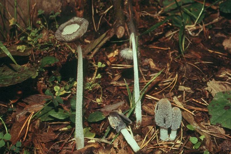 Coprinopsis lagopus