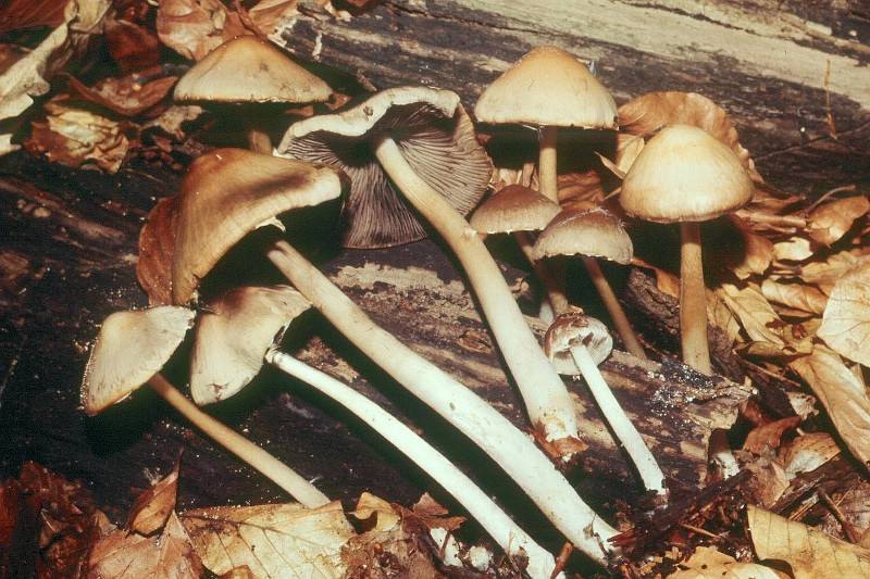 Coprinopsis marcescibilis