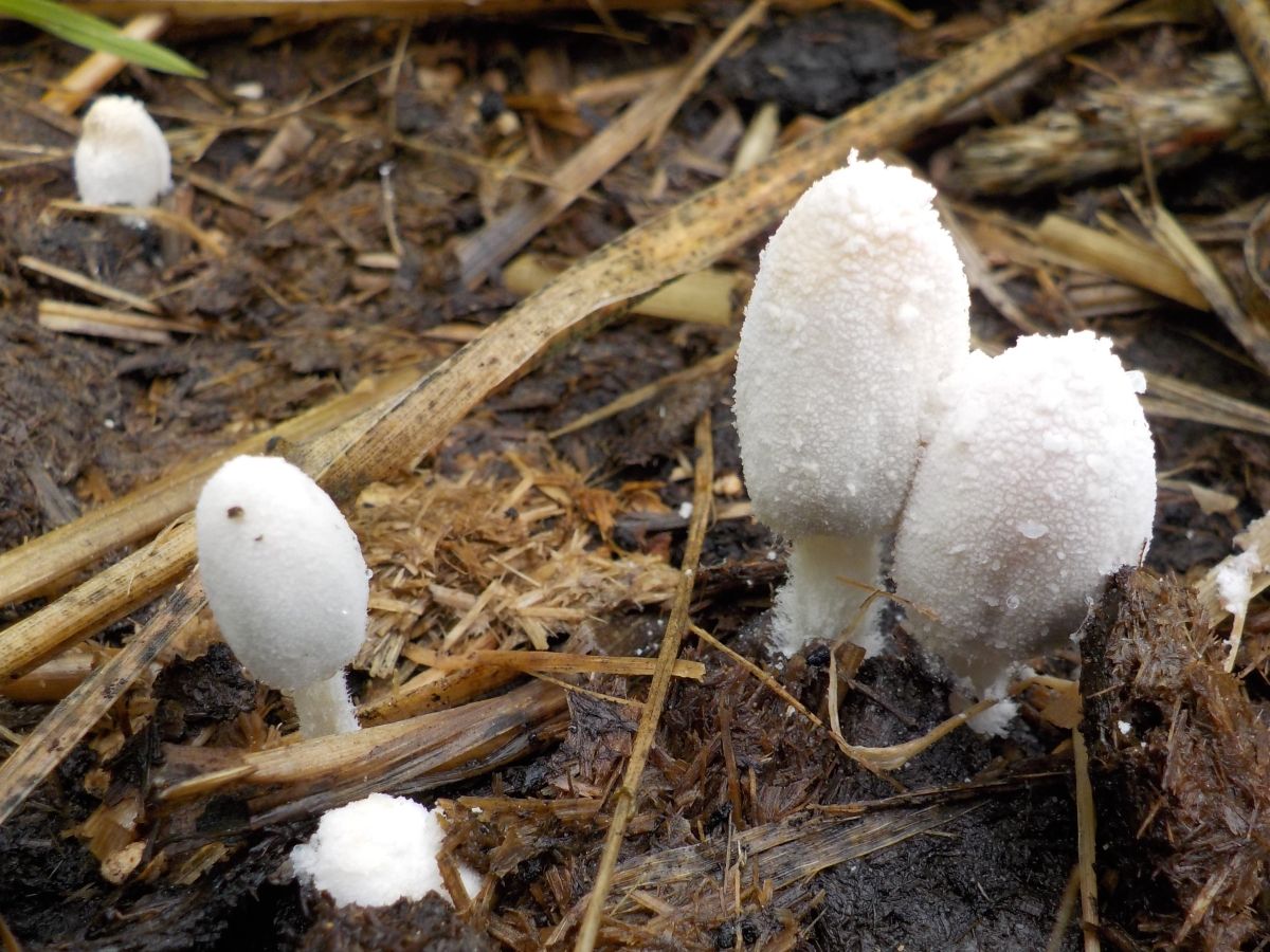 Coprinopsis nivea