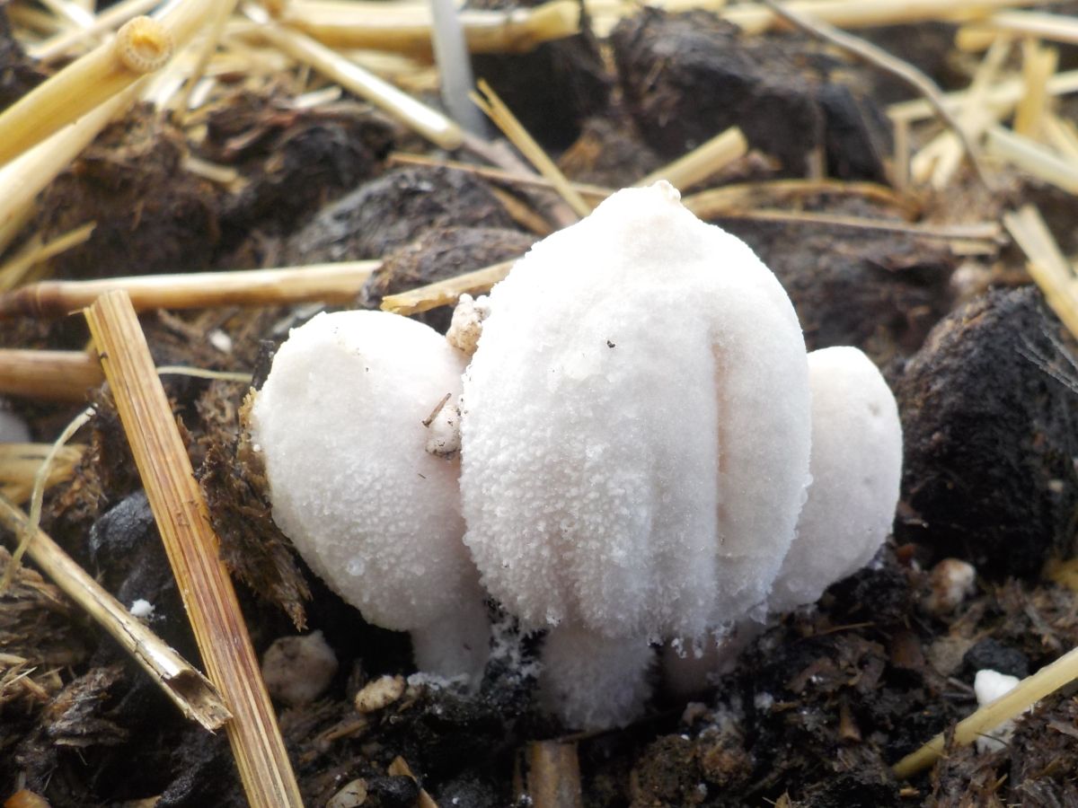 Coprinopsis nivea