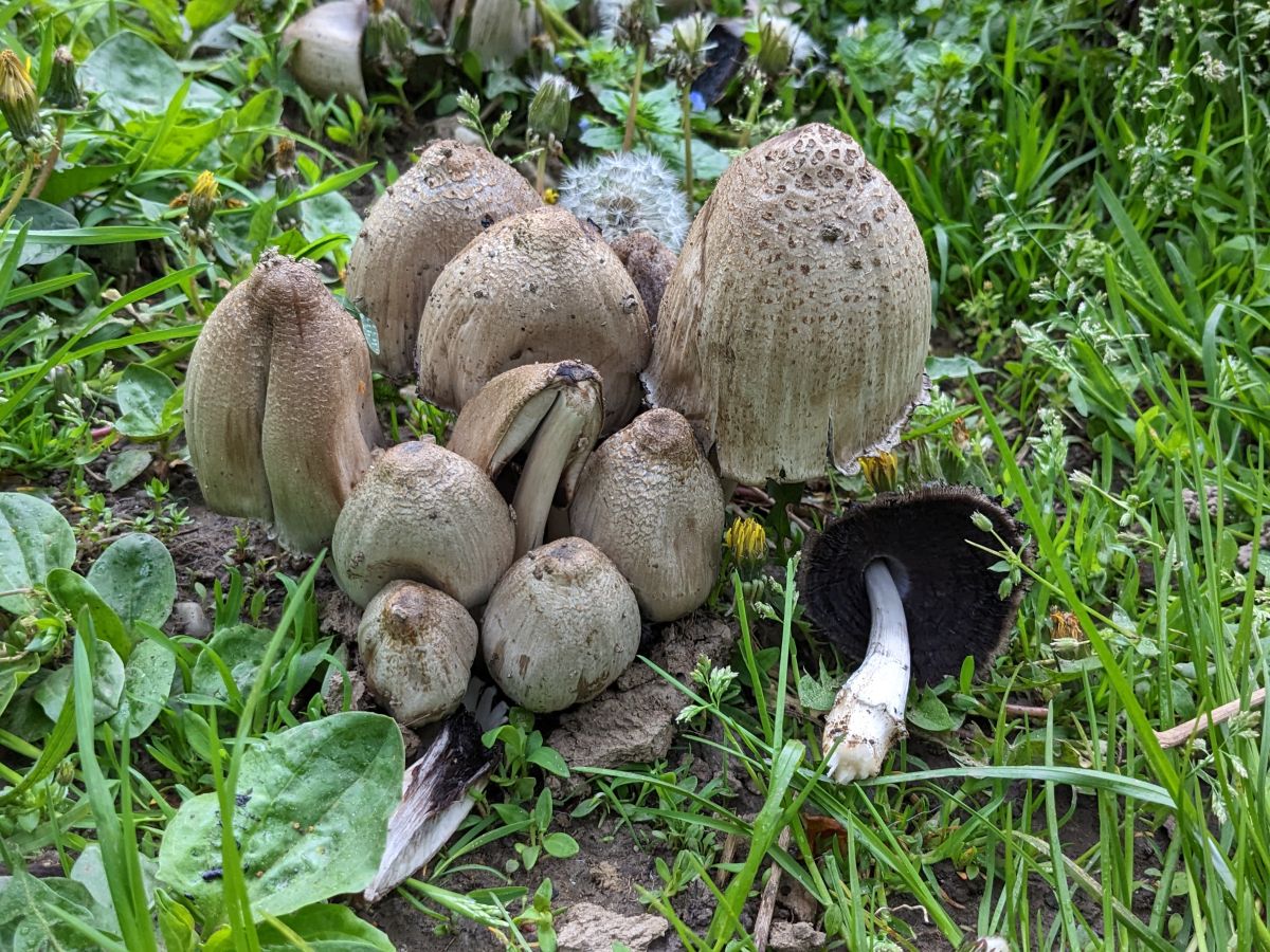 Coprinopsis romagnesiana