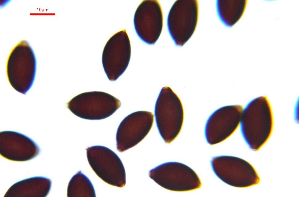 Coprinopsis rugosomagnispora