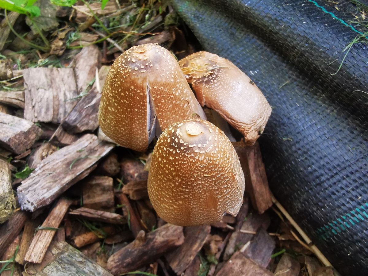 Coprinopsis strossmayeri