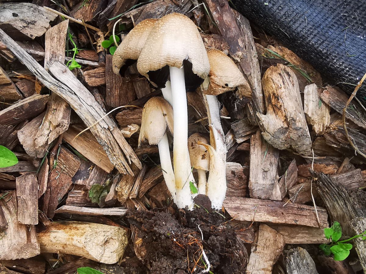 Coprinopsis strossmayeri