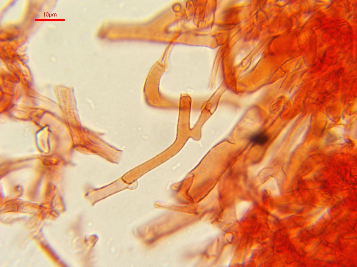 Coprinopsis strossmayeri