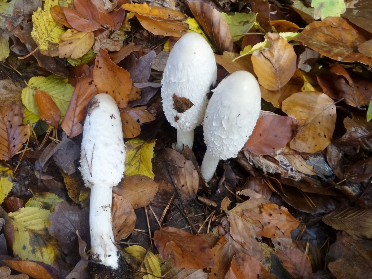 Coprinus comatus