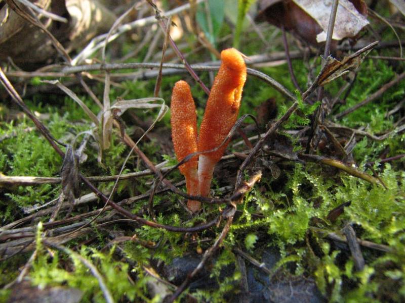 Cordyceps militaris