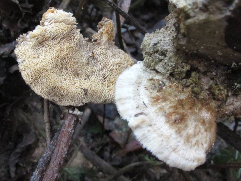 Coriolopsis gallica