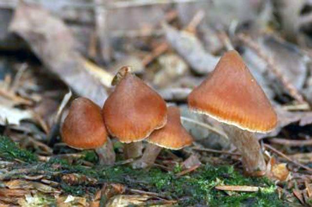 Cortinarius acutus