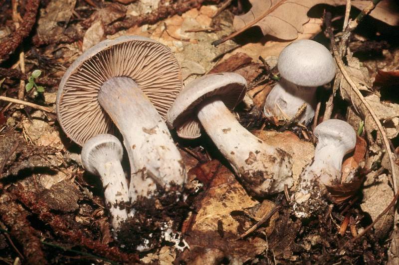 Cortinarius alboviolaceus