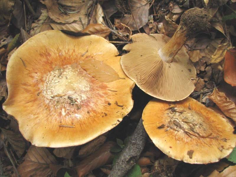 Cortinarius allutus