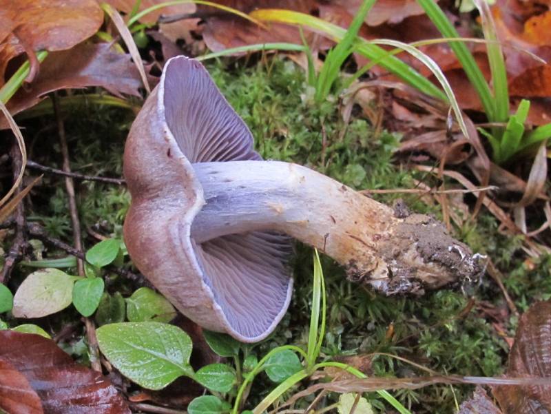 Cortinarius anomalus