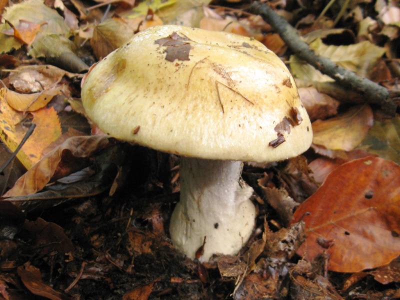 Cortinarius anserinus