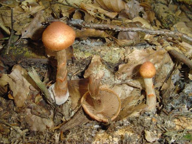 Cortinarius armillatus