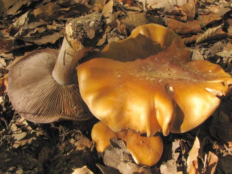 Cortinarius arquatus