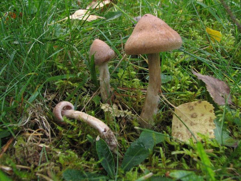 Cortinarius betuletorum