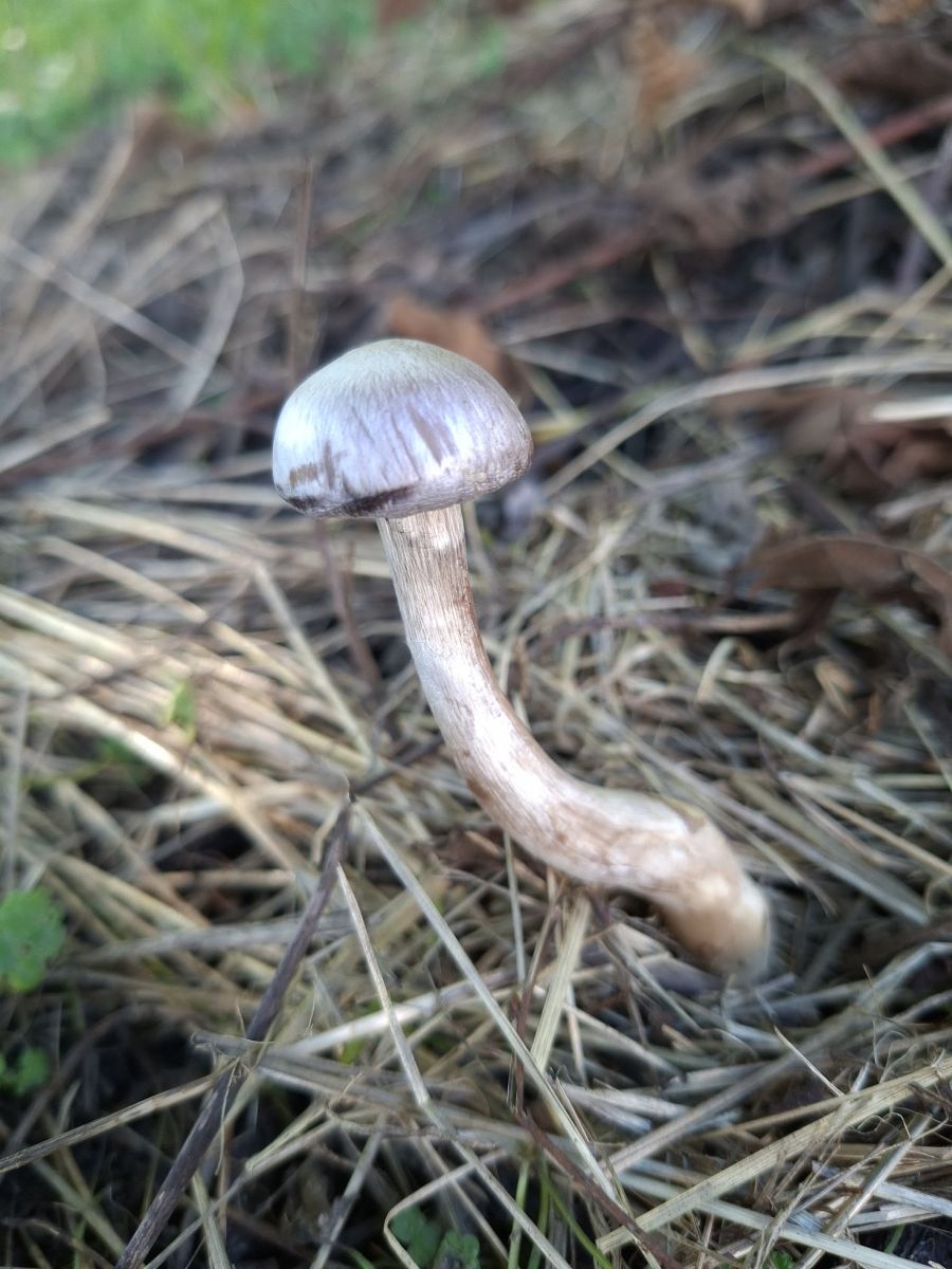 Cortinarius betulinus