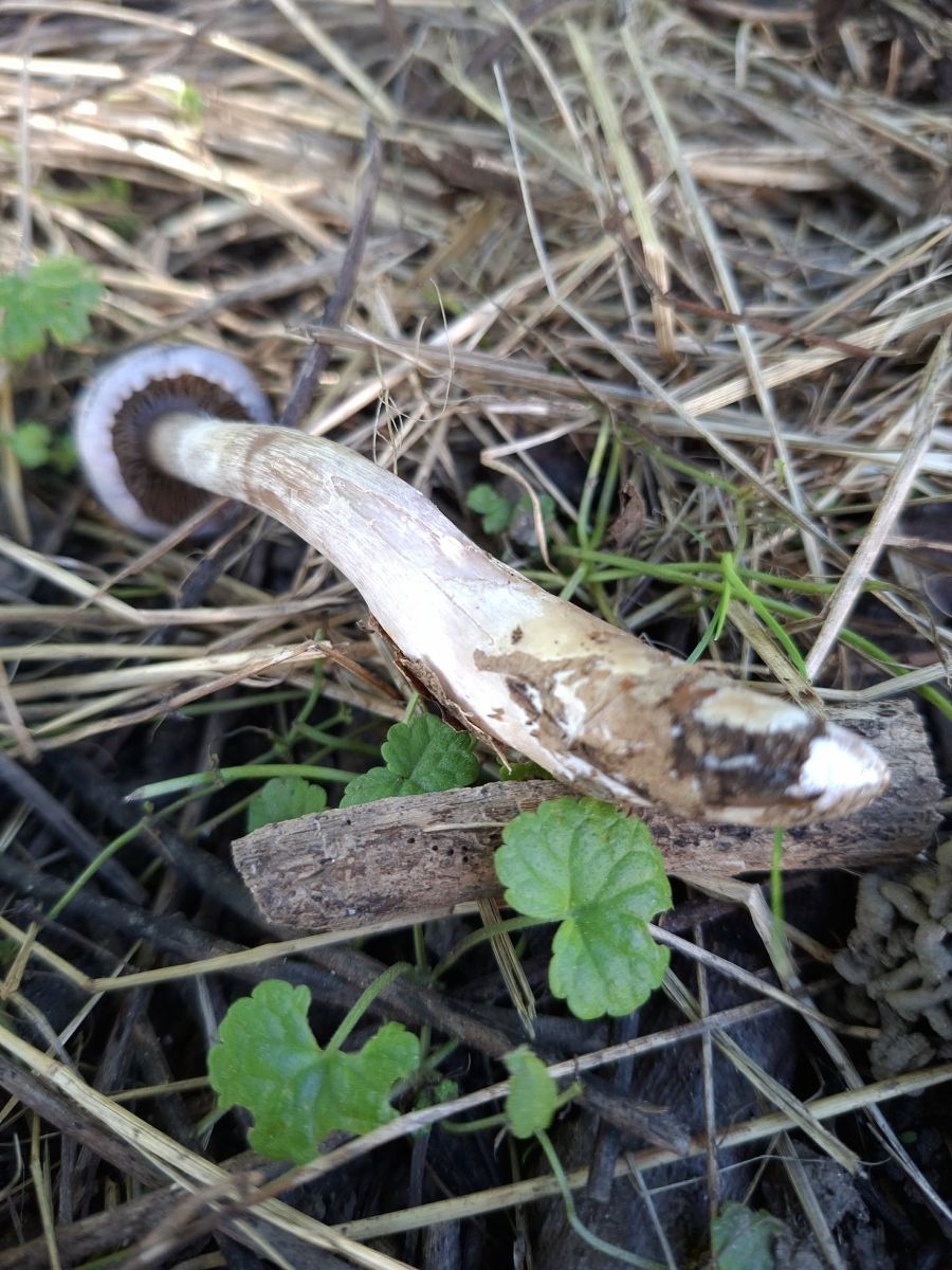 Cortinarius betulinus