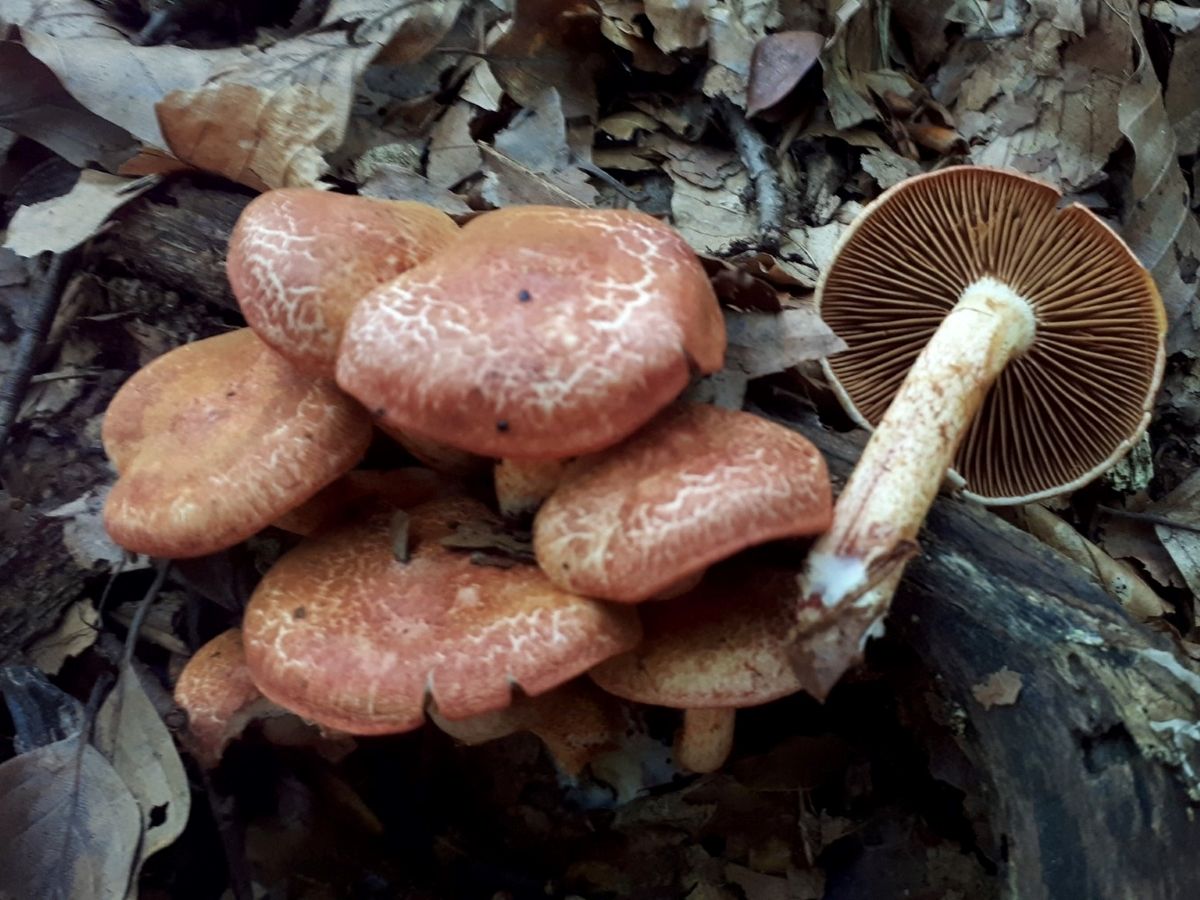 Cortinarius bolaris