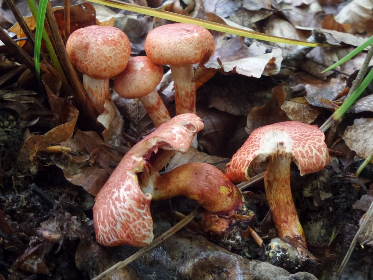 Cortinarius bolaris