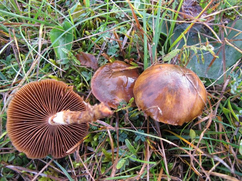 Cortinarius brunneofulvus