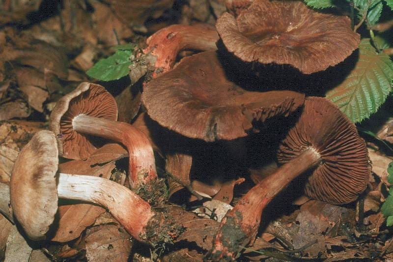 Cortinarius bulliardii