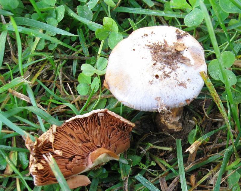 Cortinarius caerulescens