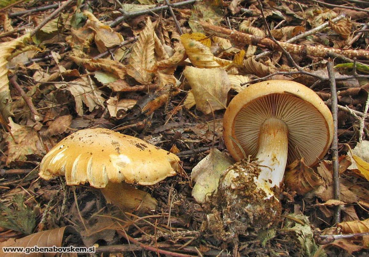 Cortinarius caesiostramineus