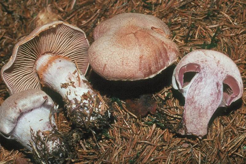 Cortinarius camphoratus