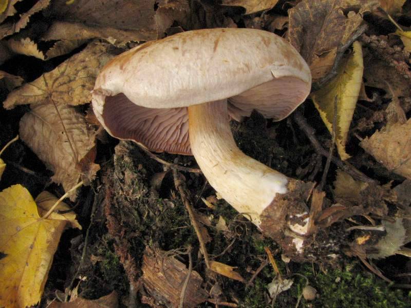 Cortinarius caninus