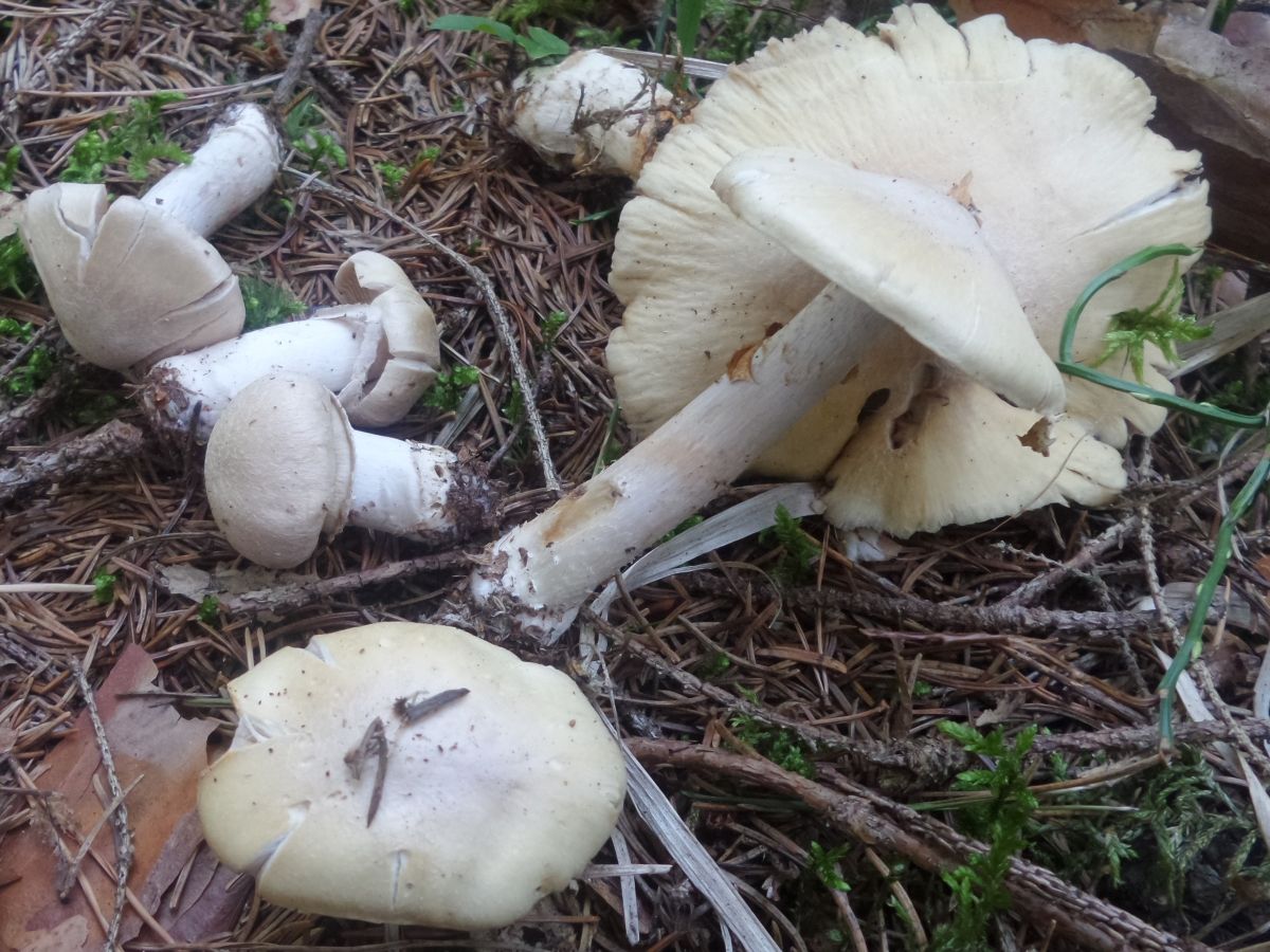 Cortinarius caperatus