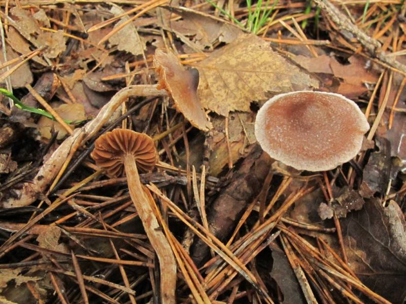 Cortinarius casimirii