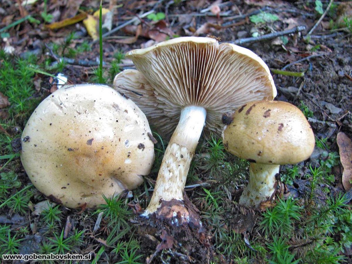 Cortinarius cephalixus