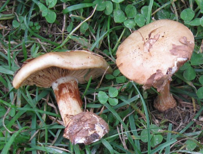 Cortinarius cereifolius