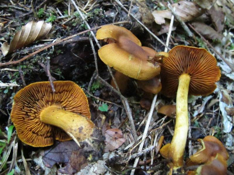 Cortinarius cinnamomeus