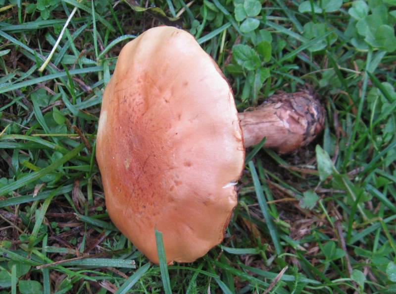 Cortinarius citrino-olivaceus