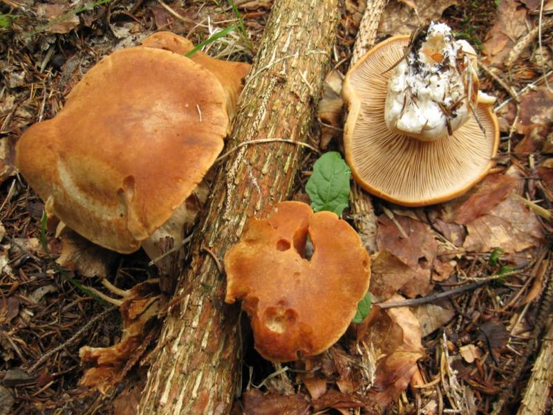 Cortinarius crassus Cortinarius crassus