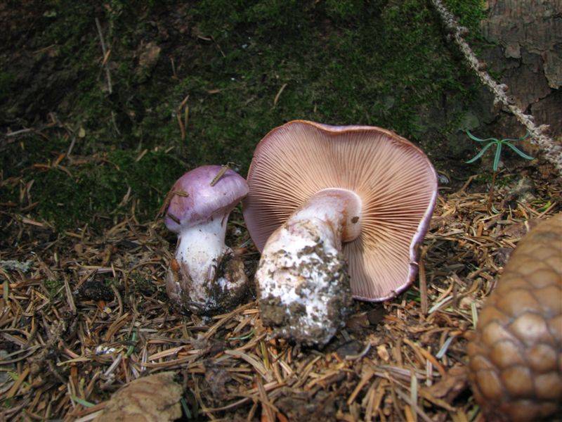 Cortinarius cumatilis