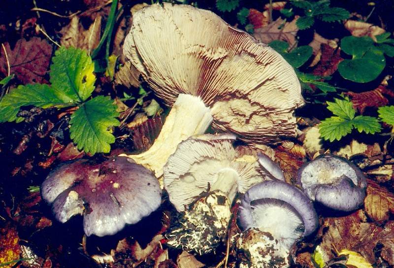 Cortinarius cumatilis