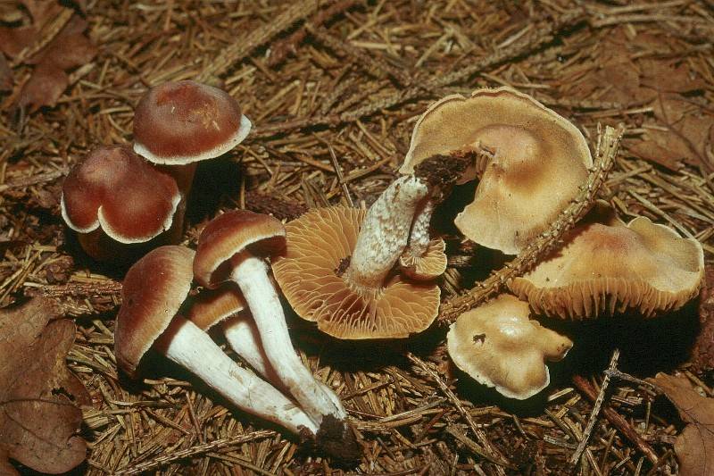 Cortinarius damascenus