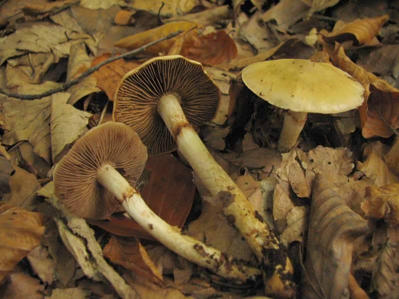 Cortinarius delibutus