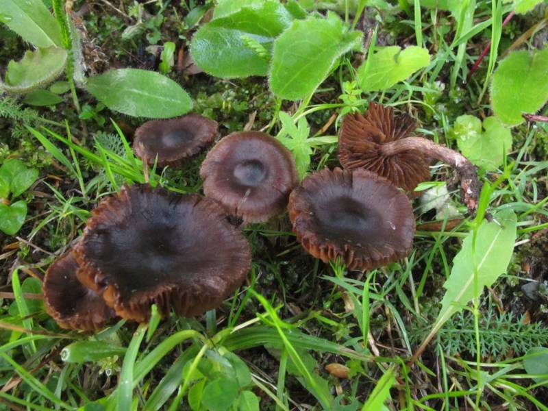 Cortinarius depressus