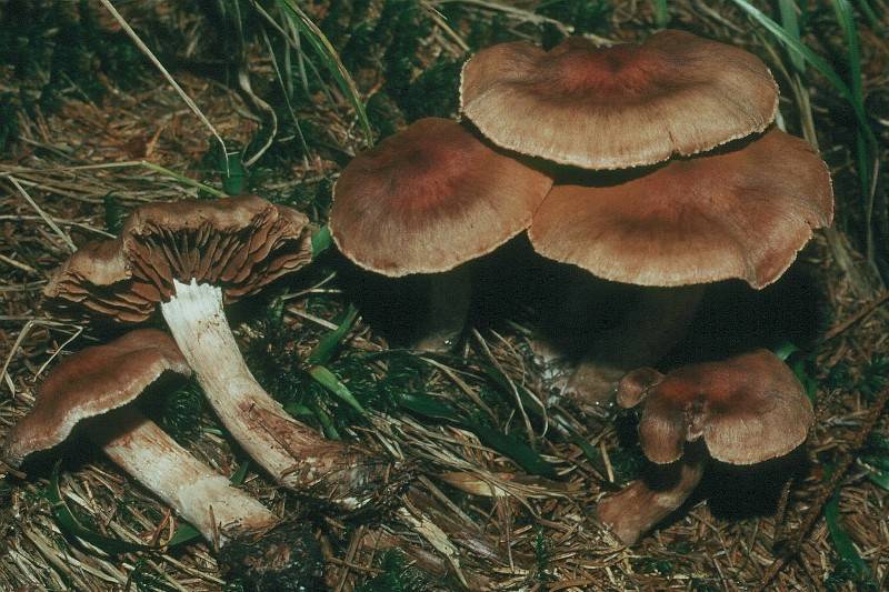 Cortinarius divulgatus