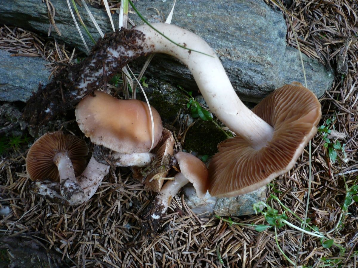 Cortinarius duracinus