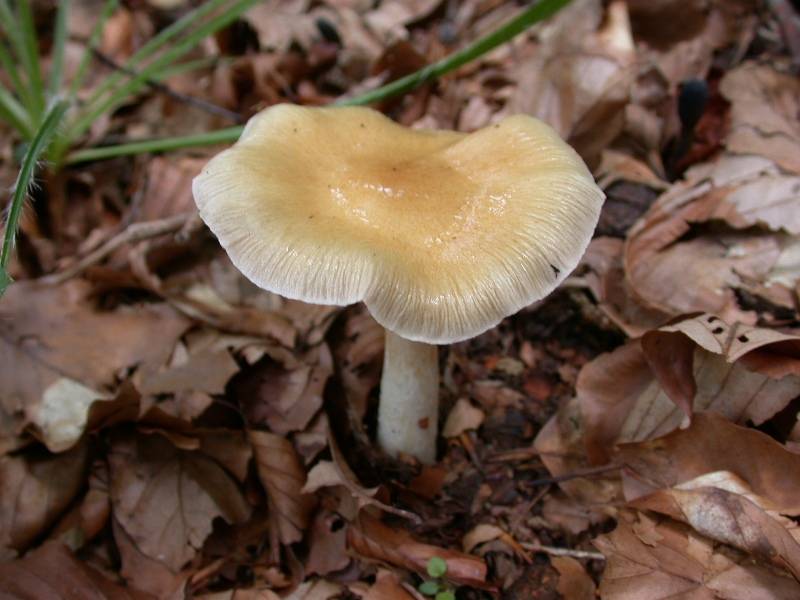 Cortinarius elatior