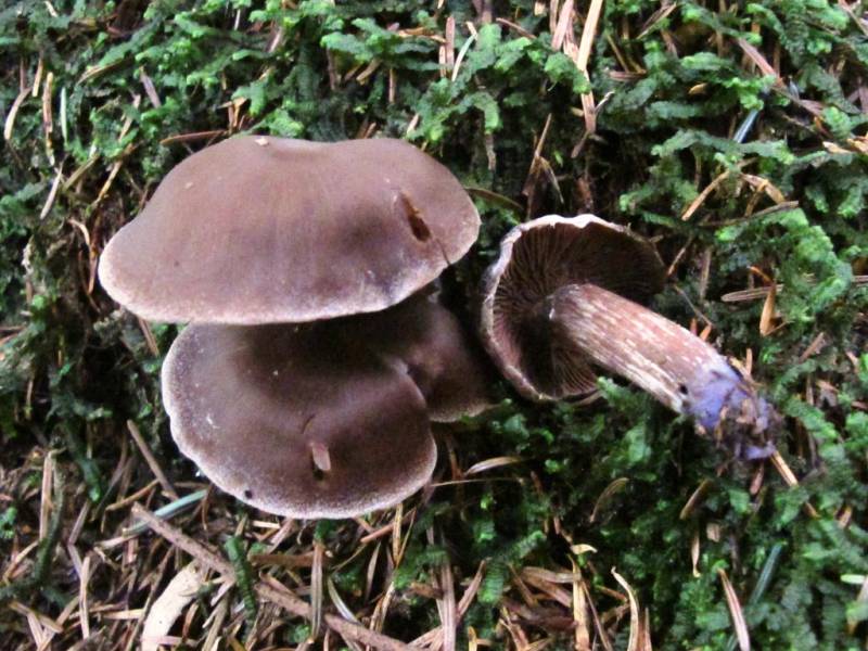 Cortinarius evernius