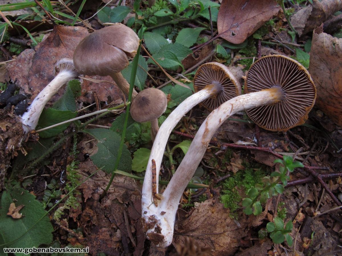 Cortinarius falsosus