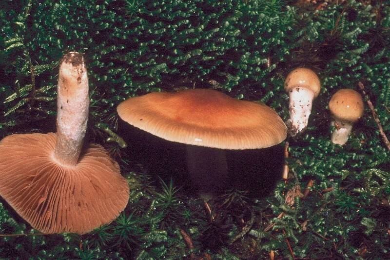 Cortinarius ferrugineifolius