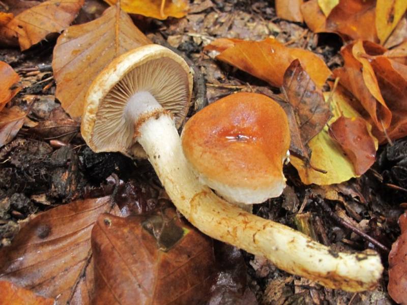 Cortinarius fluryi