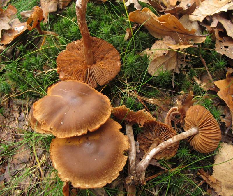 Cortinarius gentilis